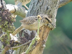 Campylorhynchus gularis