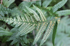 Polypodium calirhiza