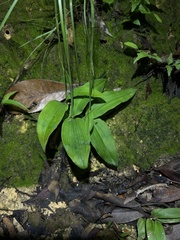 Peristylus lacertifer