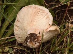 Lactarius pubescens