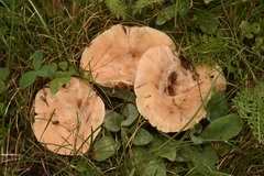 Lactarius pubescens