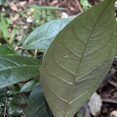 Elytropus chilensis