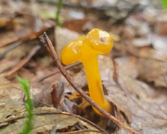 Leotia lubrica