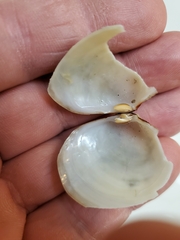 Semele proficua