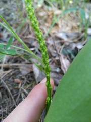 Malaxis macrostachya