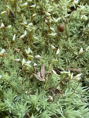 Leucobryum glaucum