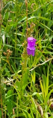 Penstemon strictus