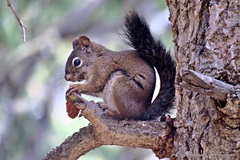 Tamiasciurus fremonti