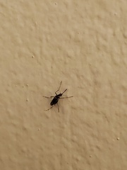 Aedes taeniorhynchus