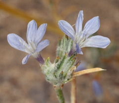Eriastrum wilcoxii