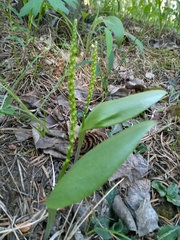 Malaxis macrostachya