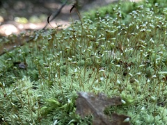 Leucobryum glaucum