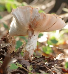 Amanita amerirubescens