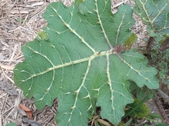 Solanum palinacanthum