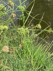 Cyperus aquatilis