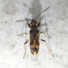 Neopamera bilobata