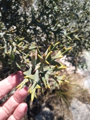 Colletia paradoxa