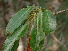 Photinia niitakayamensis
