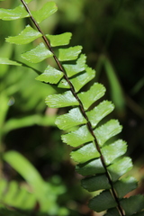 Asplenium monanthes