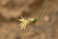 Carex setifolia