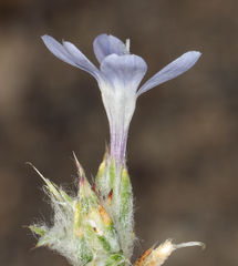 Eriastrum wilcoxii