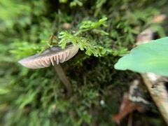 Nolanea