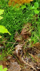 Equisetum scirpoides