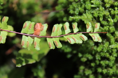 Asplenium monanthes