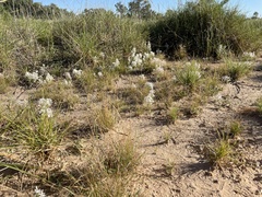 Macgregoria racemigera