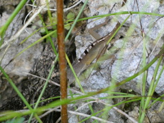 Anolis lineatopus
