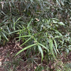 Podocarpus salignus