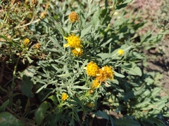 Picradeniopsis oppositifolia