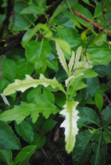 Pseudomonas
