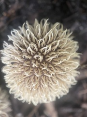 Lycoperdon echinatum