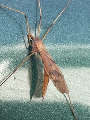Platytipula