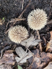 Lycoperdon echinatum