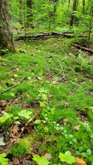 Equisetum scirpoides