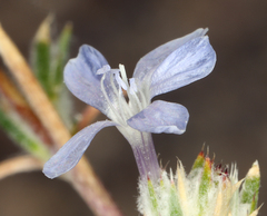 Eriastrum wilcoxii