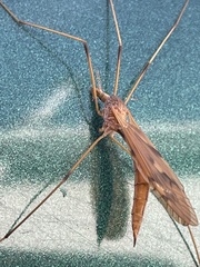 Platytipula