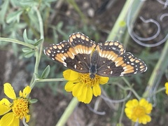Chlosyne californica