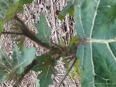 Solanum palinacanthum