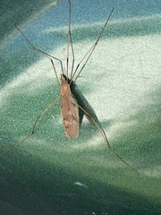 Platytipula