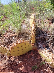Opuntia phaeacantha