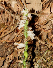 Spiranthes tuberosa