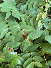 Hypericum androsaemum