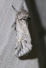 Ursia noctuiformis
