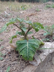 Solanum palinacanthum