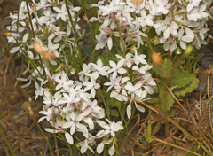 Macgregoria racemigera
