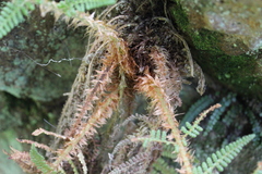 Dryopteridaceae