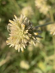Gomphrena